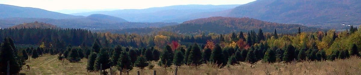 Beloin Tree Farm