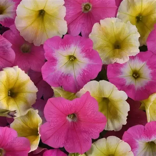 Bemis Farms Nursery