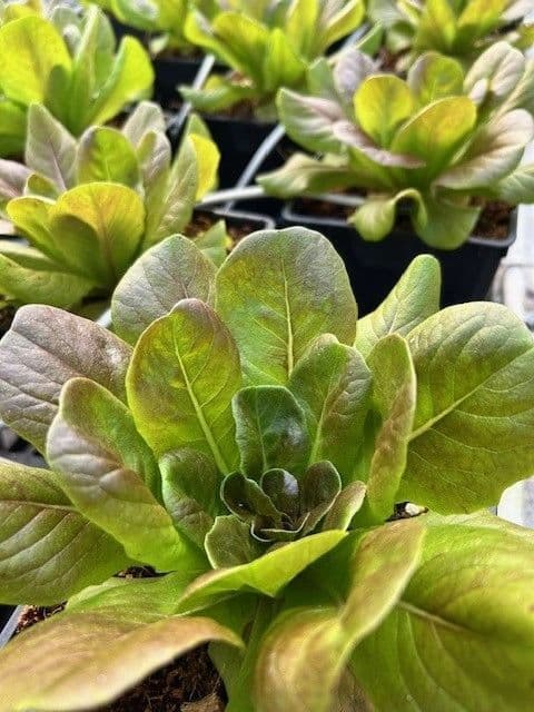 Ben Hill Griffin Nursery and Greenhouse