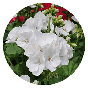 Bengert Greenhouses