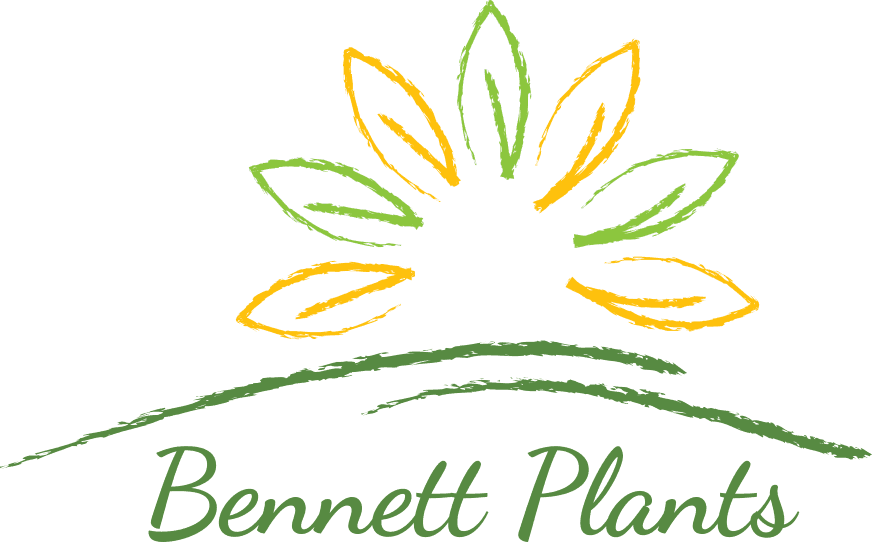Bennett Plants