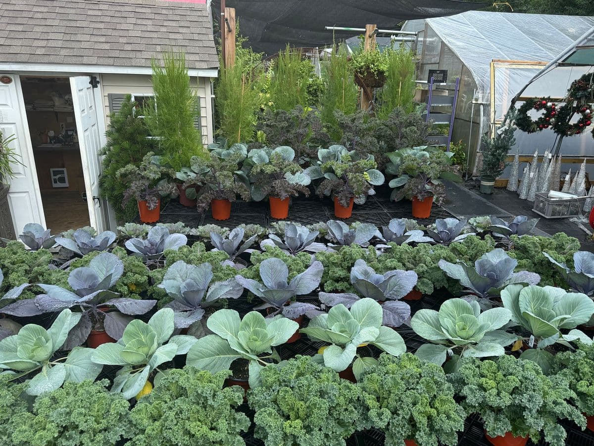Berry's Greenhouses