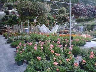 Betty's Bloomers Nursery