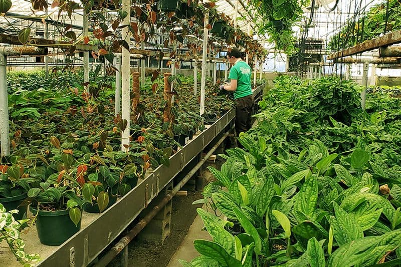 BGC Growers