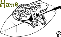 Big Frog Nursery