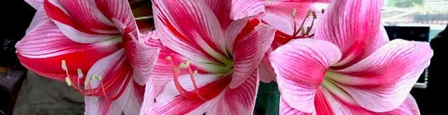 Big Island Daylily Co