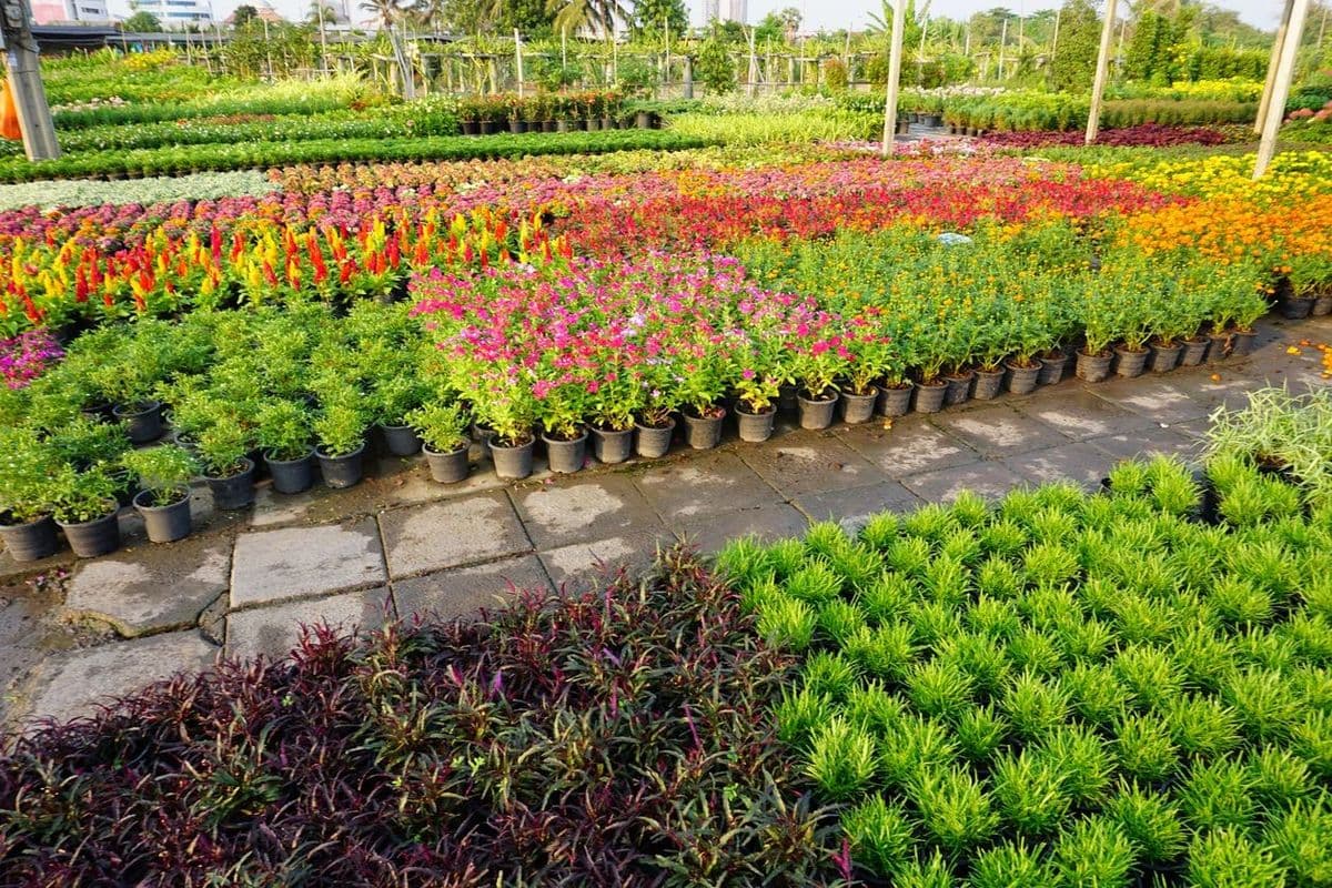 Big Orange Nursery, Inc.