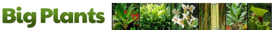 Big Plants