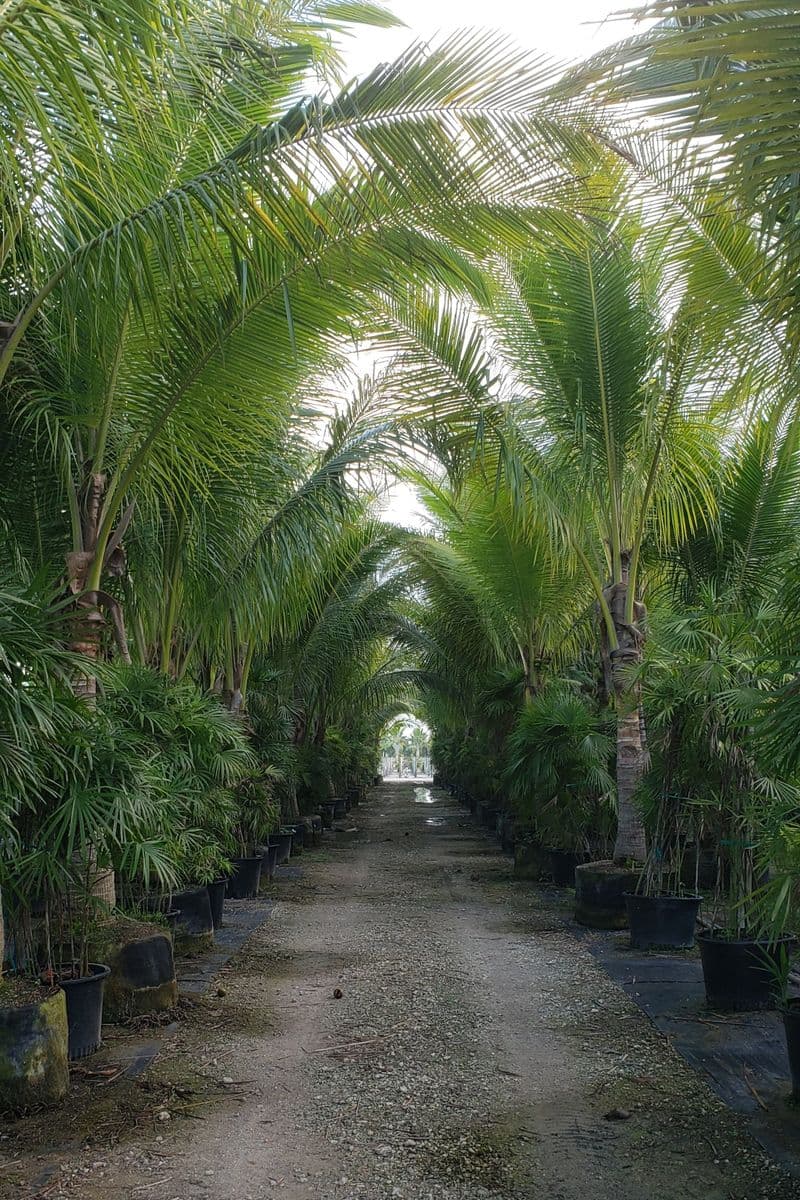 Big Tree Little Tree, LLC
