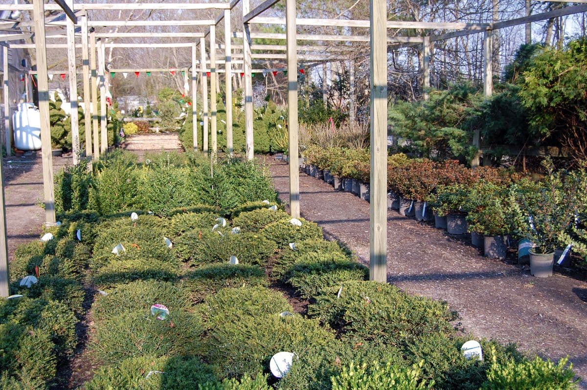 Big Woods Garden Center & Nursery