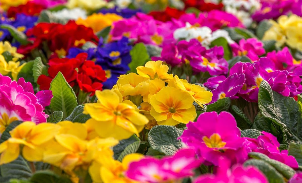 Birchfield Nurseries Inc