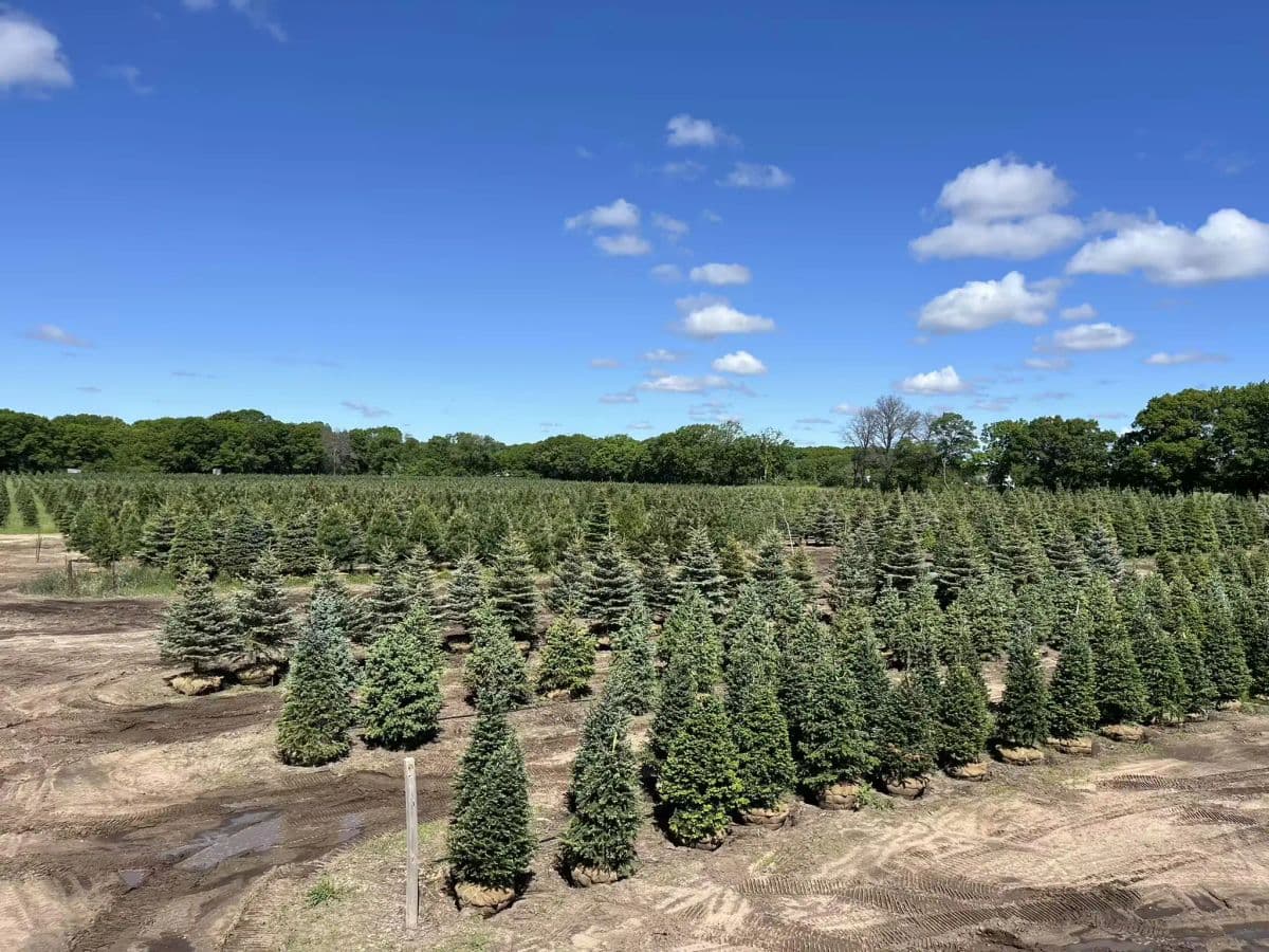 B&J Evergreen Christmas Trees - Clear Lake