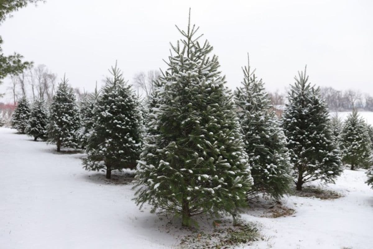 BJ's Tree Farm
