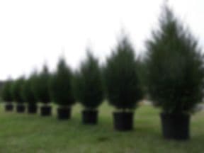 BK Cedars