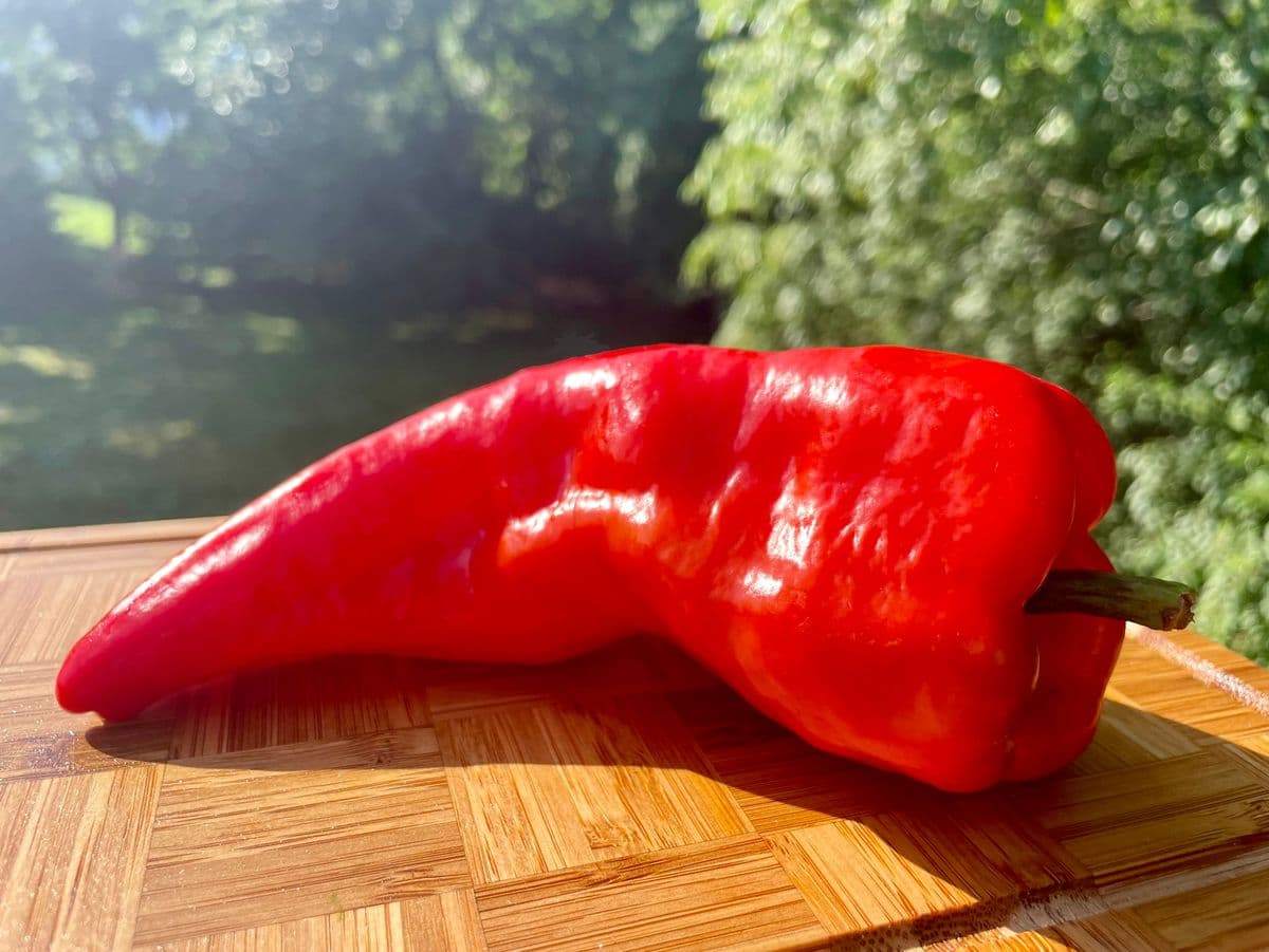 Black Bear Lawn & Garden LLC