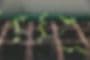 Black Cap Farm - Native Plant Nursery
