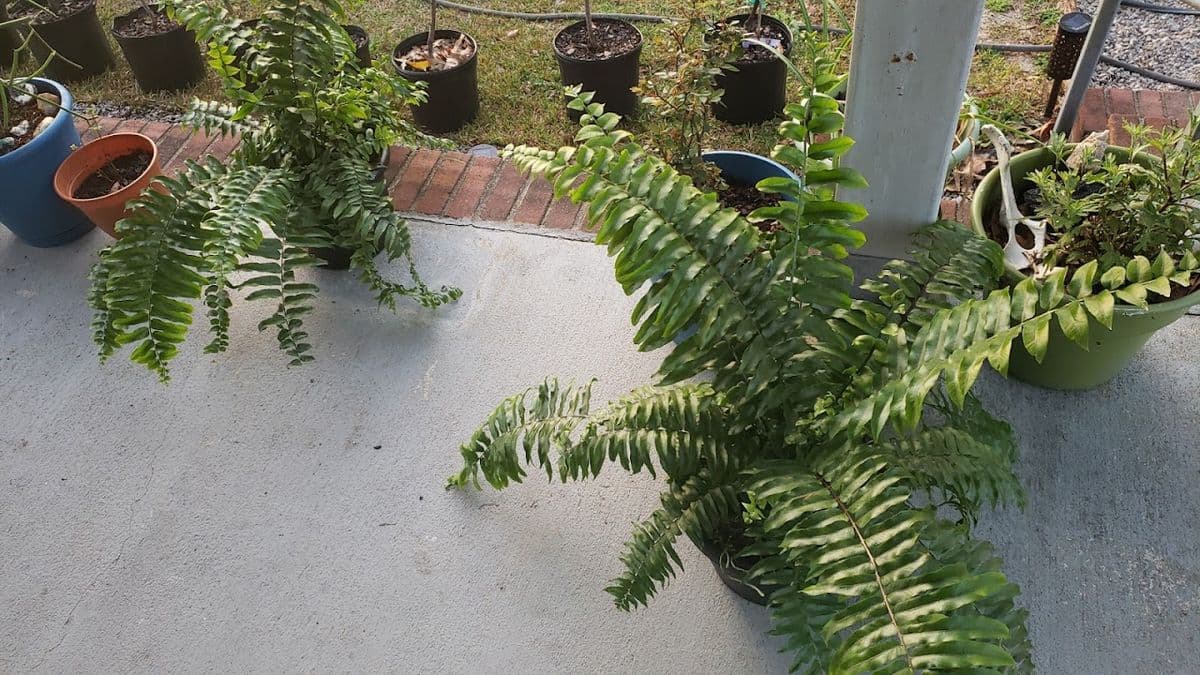 Blackbelt Garden and Gifts