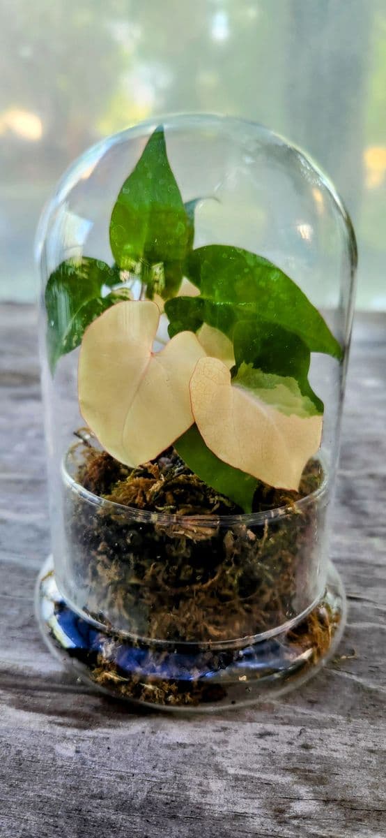 Blackwood Botanical