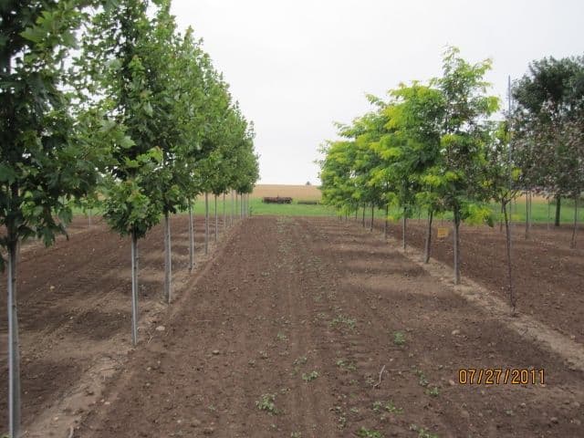 Blahas Nursery