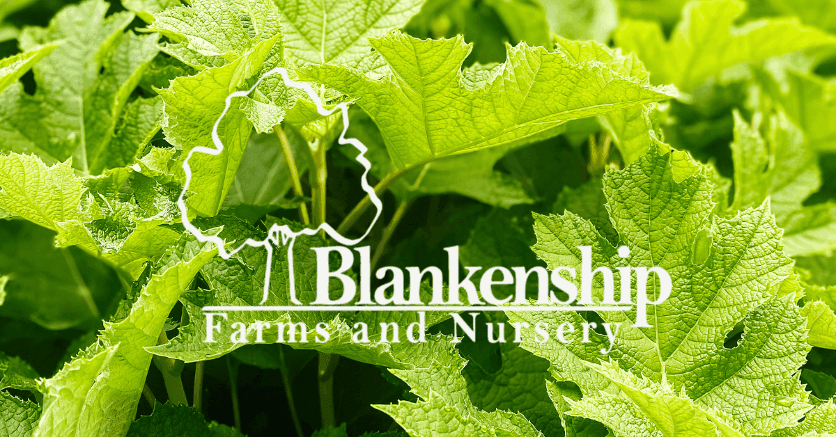 Blankenship Farms and Nursery