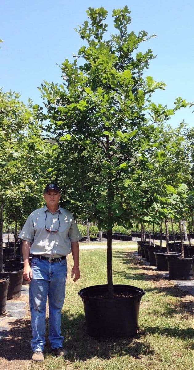 Blanket Creek Tree Farm