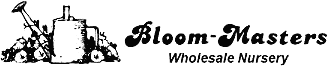 Bloom-Masters