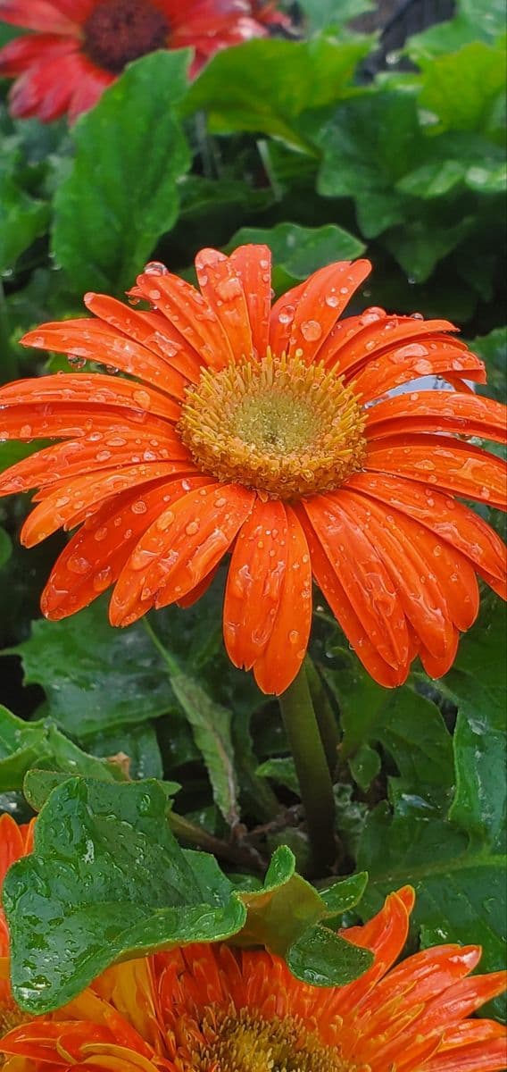 Bloomers at MidTown