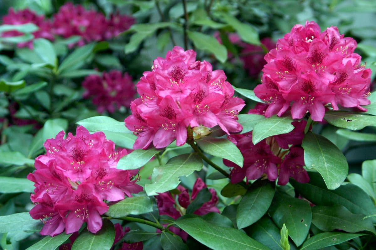 Bloomers Nursery