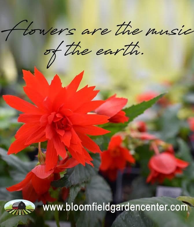 Bloomfield Garden Center