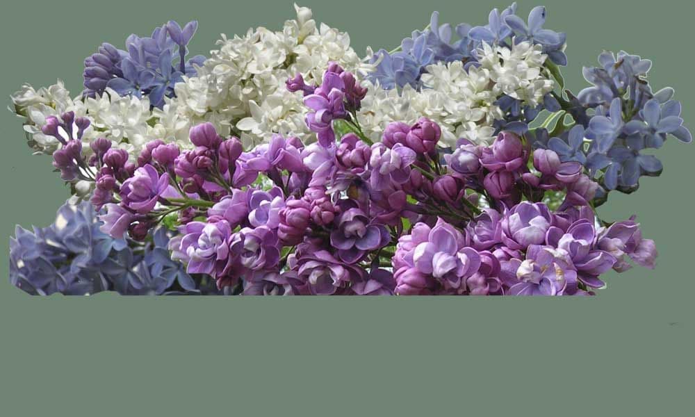 Bloomin' Root Nursery