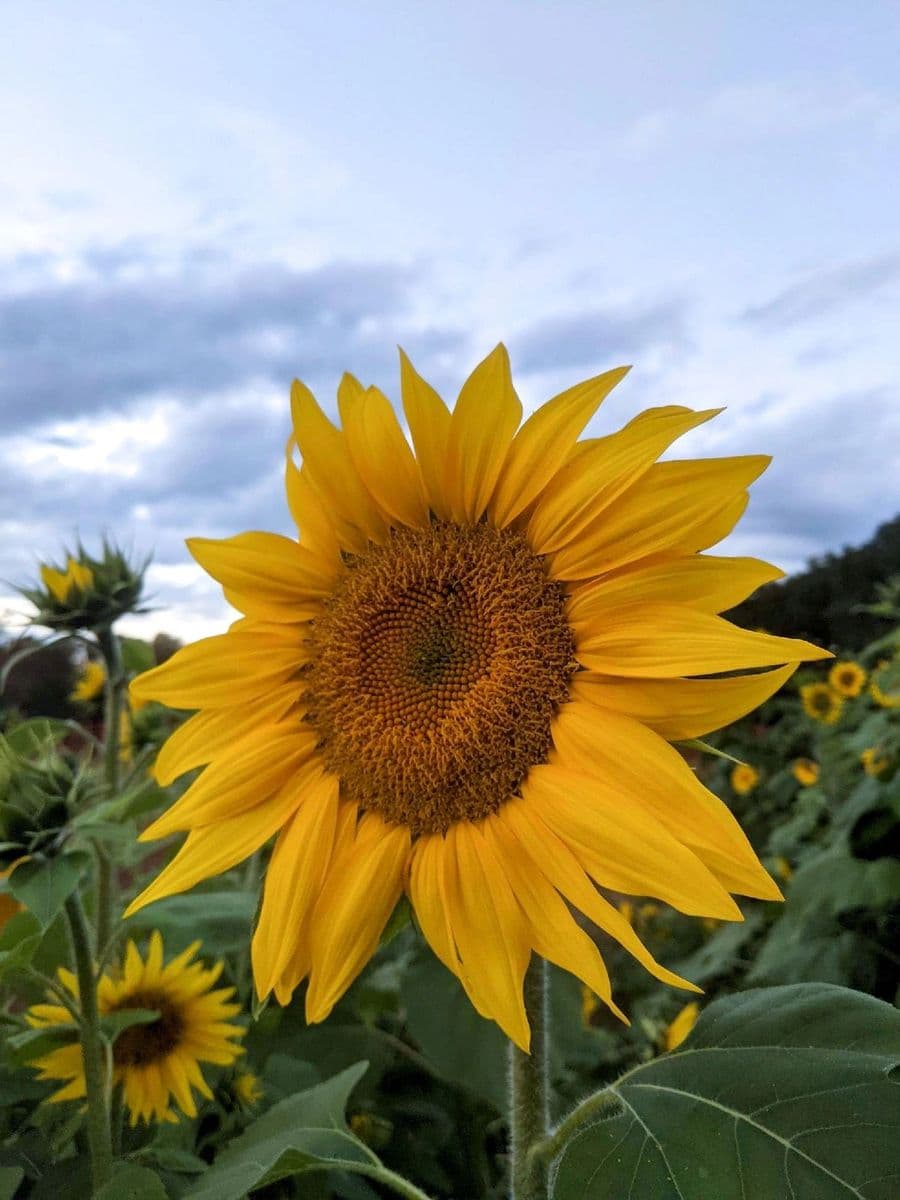 Blooming Acres Farm of NC