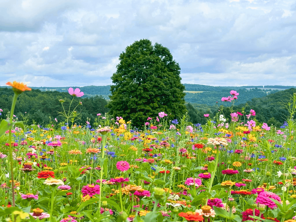 Blooming Acres LLC