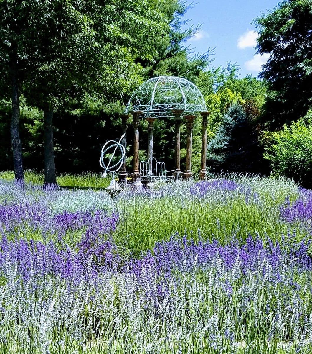 Blooming Hill Lavender Farm