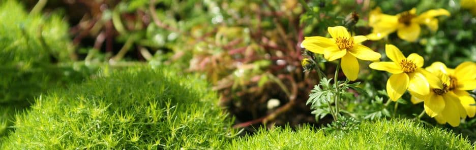 Blooming Meadow Nursery