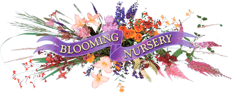 Blooming Nursery Inc