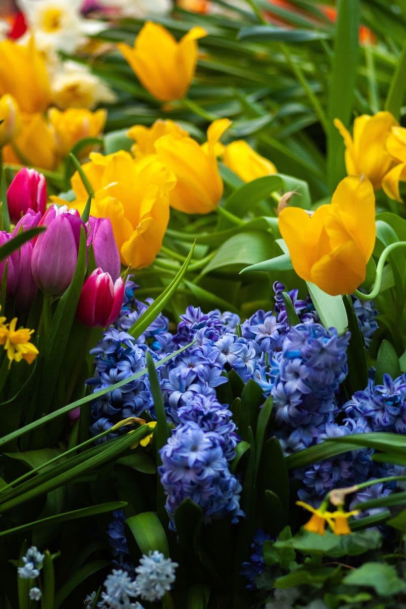 Blooms By Marie
