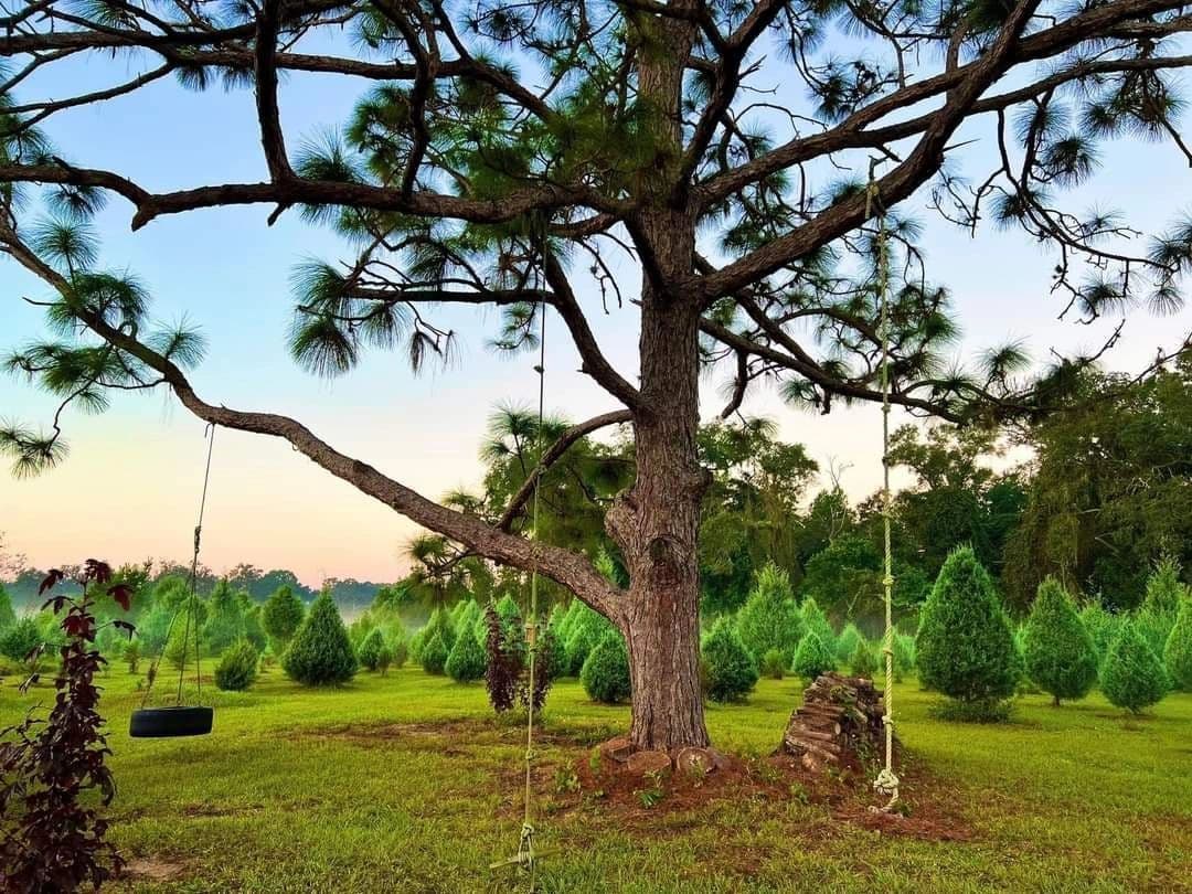 Blue Acres Christmas Tree Farm