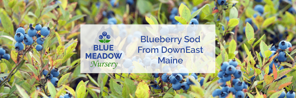 Blue Meadow Nursery