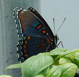 Blue Ridge Botanicals