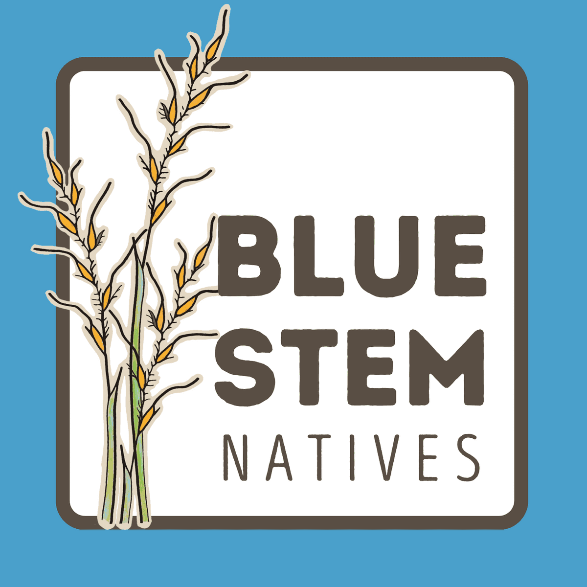 Blue Stem Natives