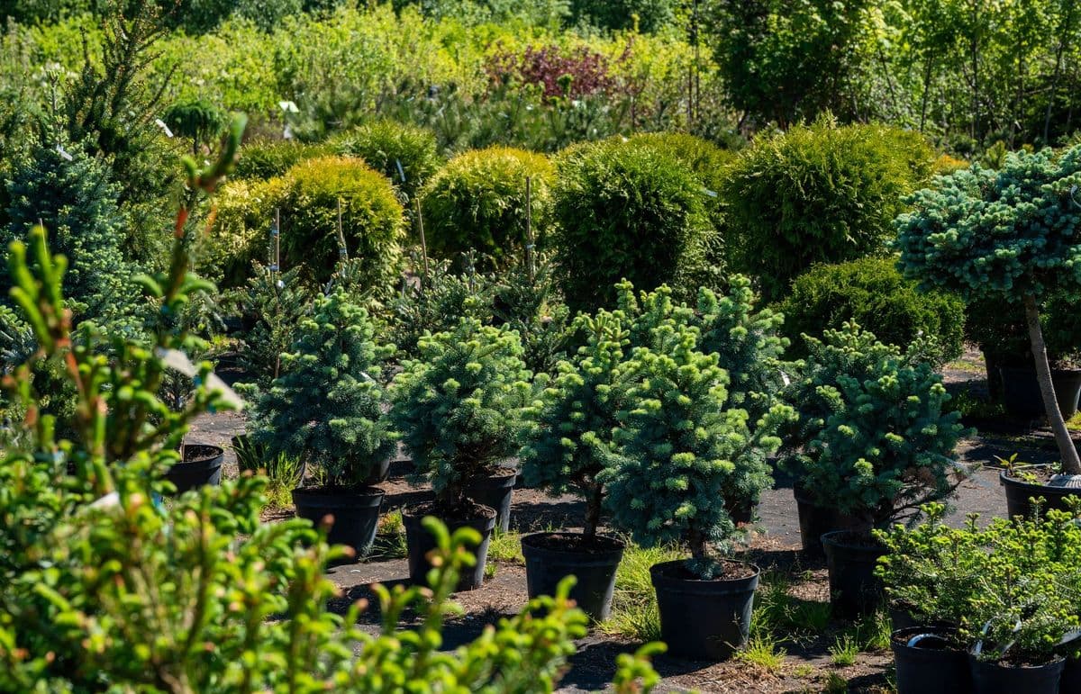 Blue Thistle Nursery