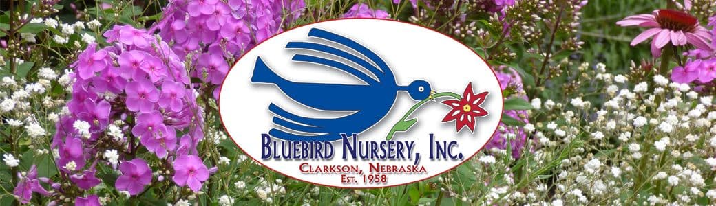 Bluebird Nursery