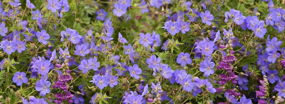 Bluestone Perennials