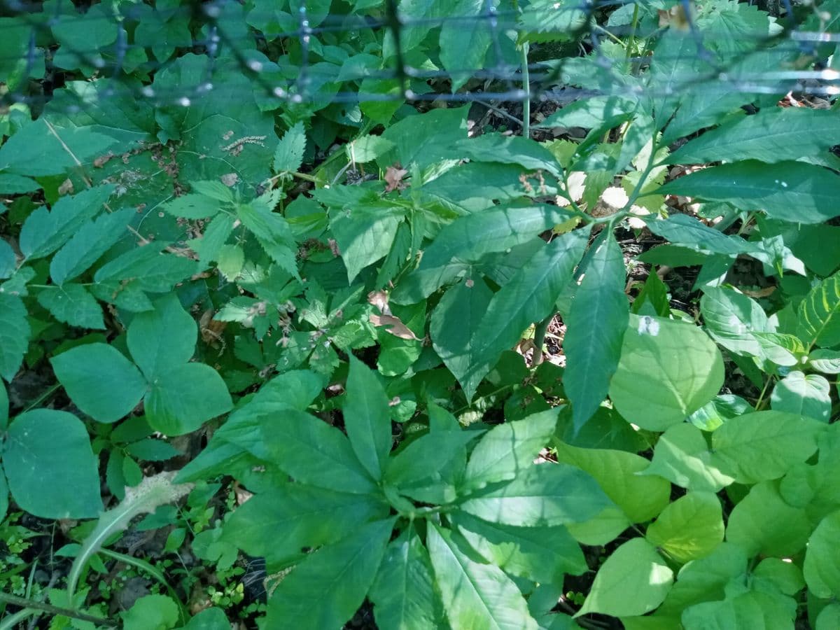 BluPrairie Native Plant Nursery