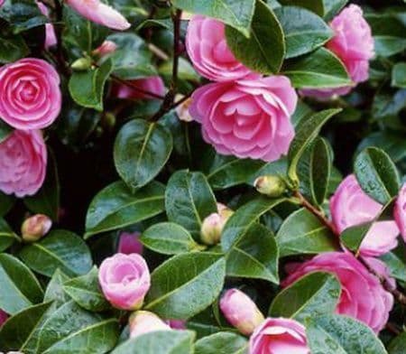 Bob Wines Camellia Gardens Inc