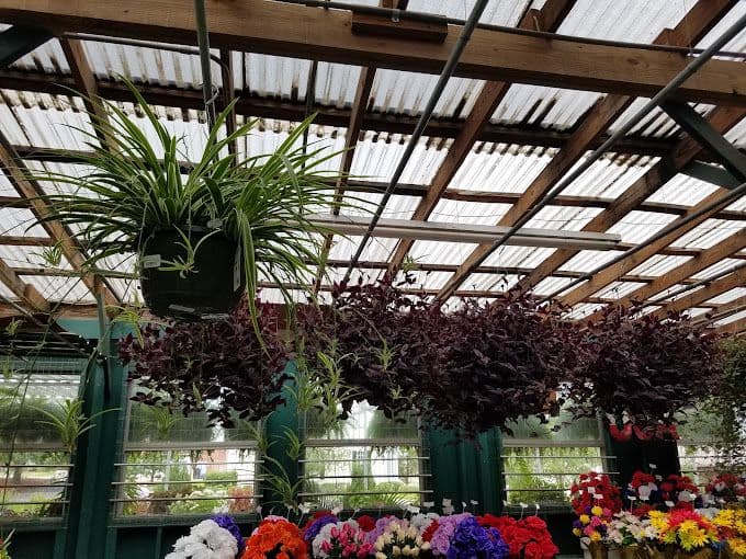 Bob's Flowers