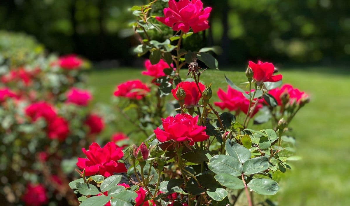 Bockelman's Landscaping and Garden Center