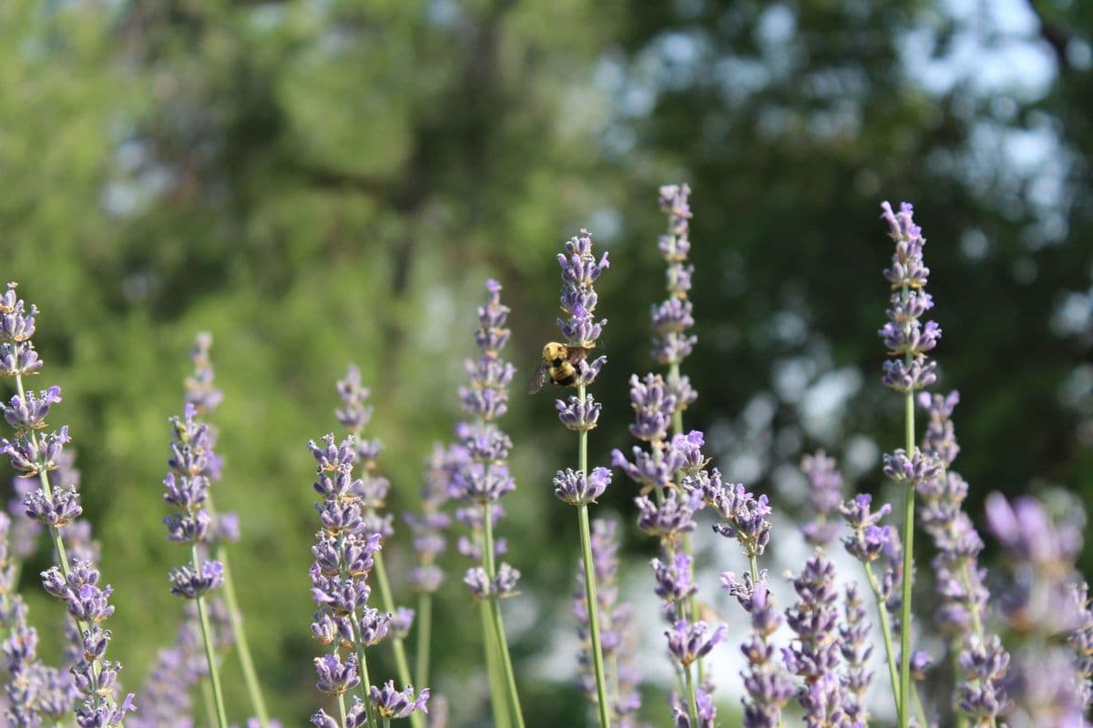 Bohemian Bloom and Herb Farm