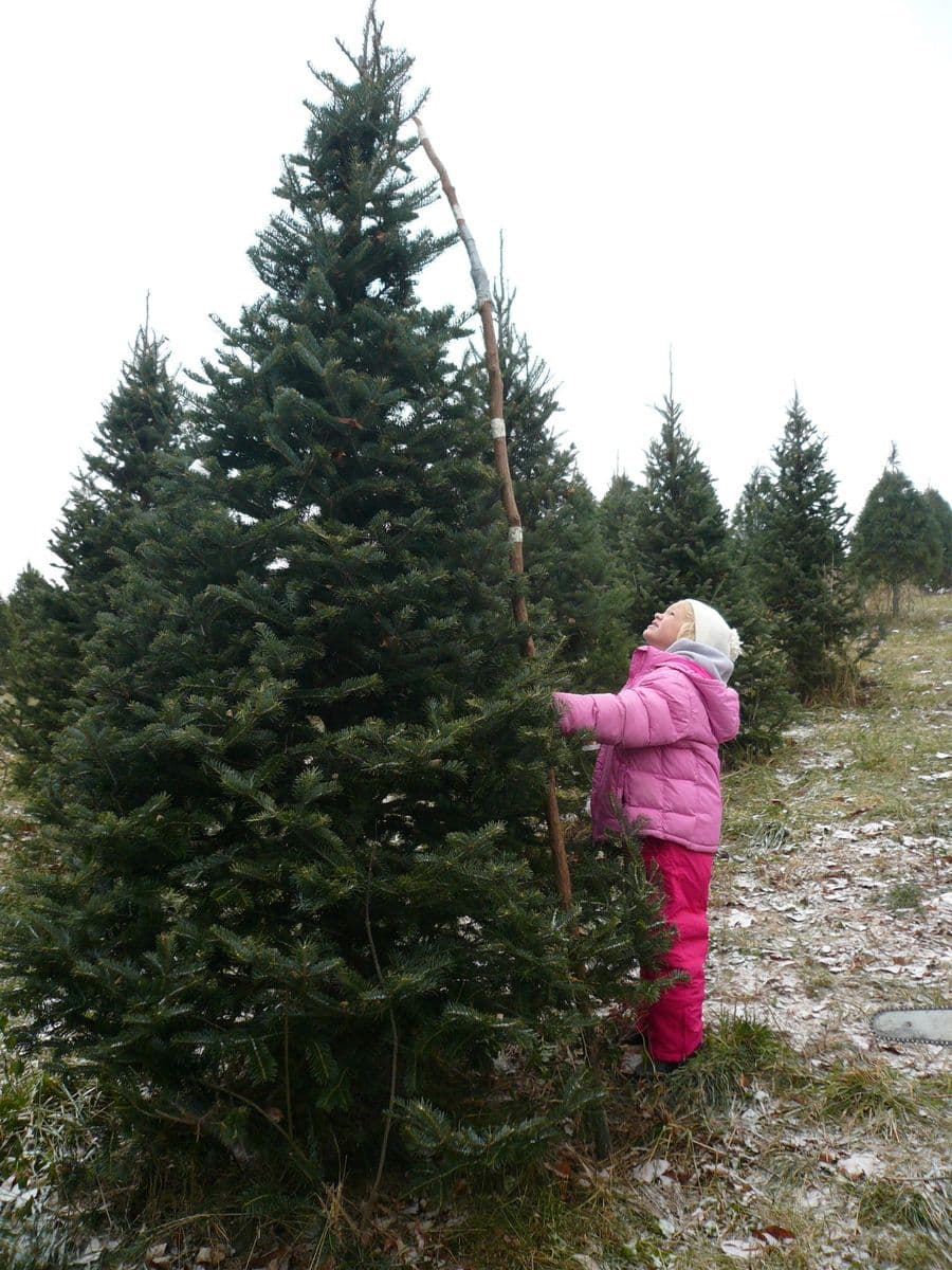Bohman Christmas Tree Farm