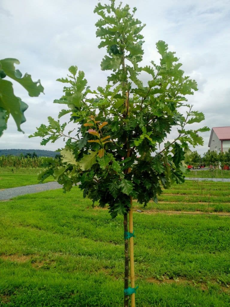 Boltz Tree Farm & Nursery